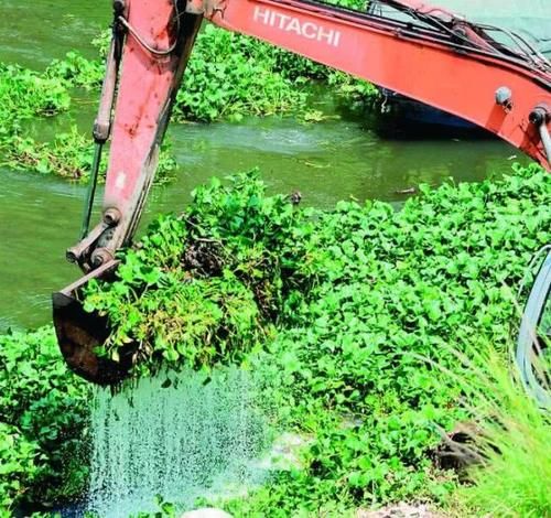  入侵：入侵中国的水葫芦，现在都消失去哪了？老外：中国人太聪