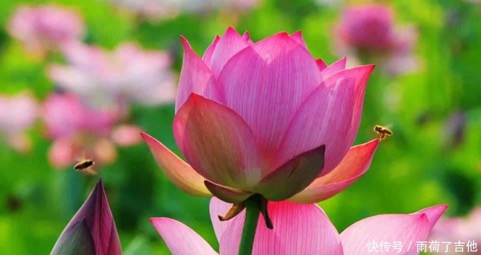 陕西这处千亩荷塘已盛开成海，碧叶连天，人少景美只等你来！