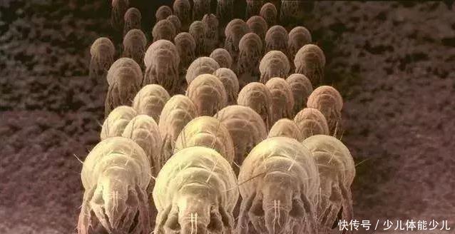 「螨虫的生」卧室螨虫成窝,广东宝妈一招把螨虫彻底去除,螨虫1只也找不到