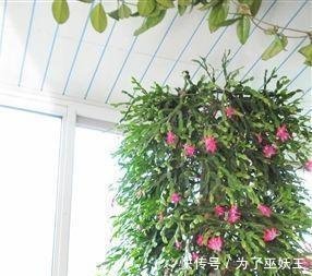  「仙人掌科」3种“便宜花”这样养一养，一年变“老桩”，开花千朵还“镇宅”