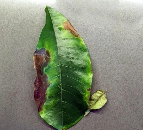 盆栽|盆栽植物叶片突然变成褐色,突然死亡是什么原因