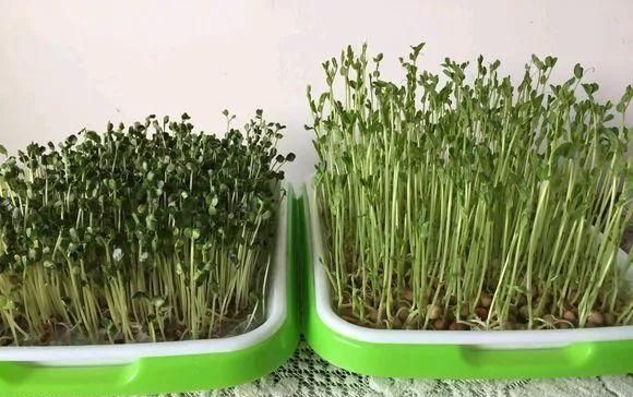  「蔬菜」这4种菜在家就能种，不晒太阳也能长好，厨房最适合