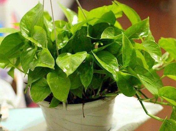  [栀子花]这些花朵超好养，不管也爆盆，放在家里，你也能拥有一片花海