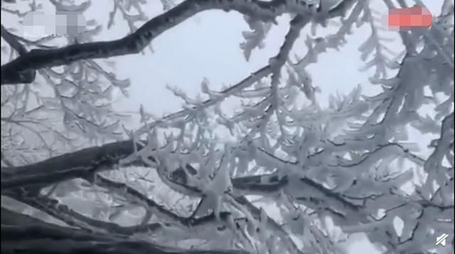 张家界雾凇今冬首秀，行走在栈道上，“琼枝玉叶”从头顶掠过