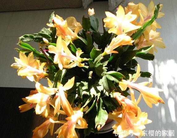 喜欢@喜欢在家中养护漂亮的花卉,就选择3种花卉,花色鲜艳,开花量大