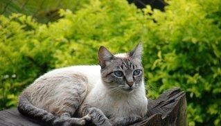  停止■巴西短毛猫以及当猫停止进食时意味着什么？