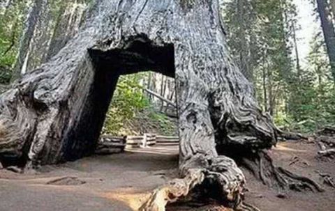 美国的千年古树被挖洞修路，经过一场风雨之后，当地人后悔不已