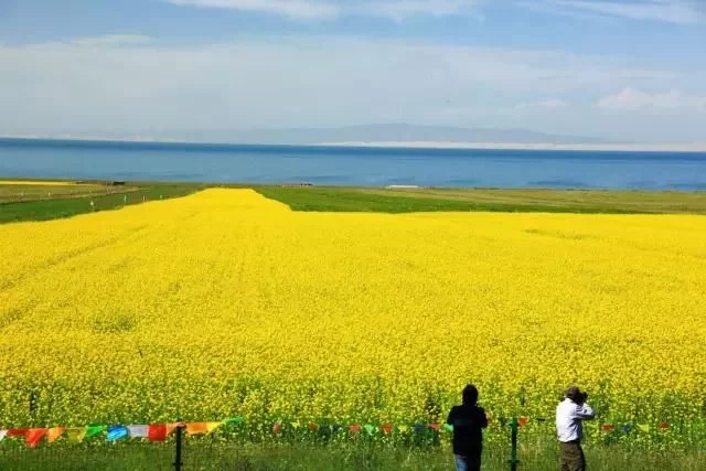 中国最美的油菜花海,油菜花逐渐“染黄”了神州大地