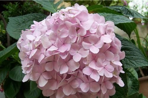 「难以」3种花很漂亮,让人难以抵抗,花朵硕大颜色鲜艳,一年四季都开花