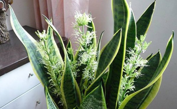  「旺盛」虎皮兰怎么养才能越养越旺盛？各季节养护细节，一文看懂