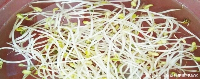 『1斤』豆芽麦粒加这些做窝料,发窝快留鱼久,湖库钓鱼必备