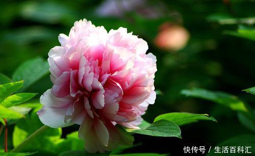 『财源滚滚』2020年养3种花,一年“财源滚滚”,发发发,有钱人都在养!