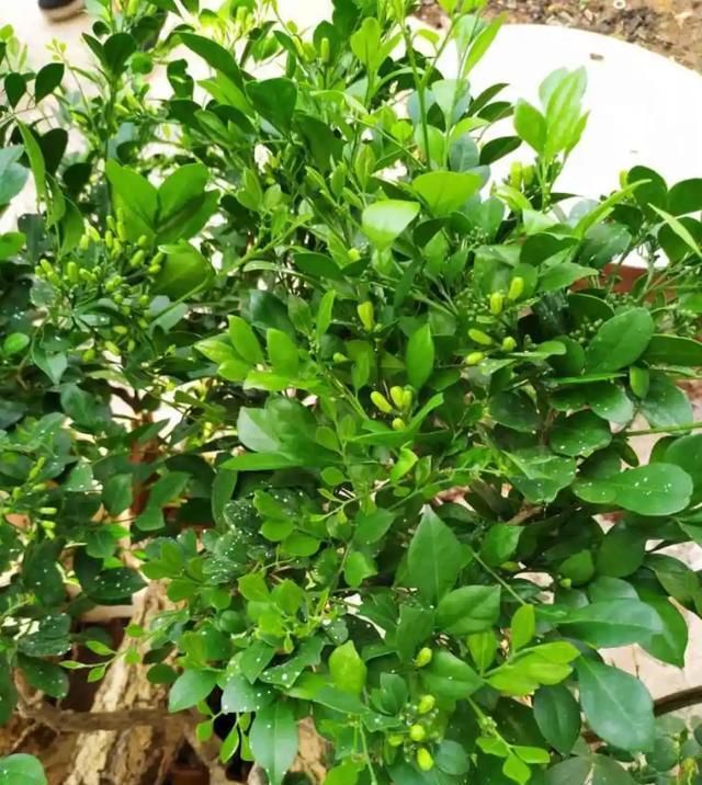  带香味@这花就是“活香水”,摆客厅,空气更清新!