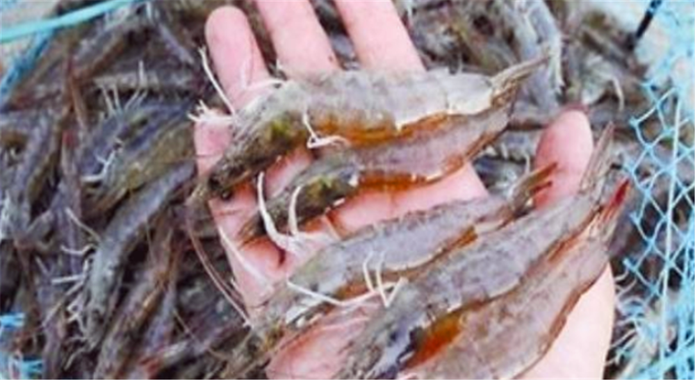  #稻田#农村大量水稻田要是改造成鱼塘或者虾田的话合法吗？