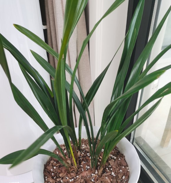  [学会]新手都能学会的兰花上盆方法,注意这几点,服盆快,开花又香又多
