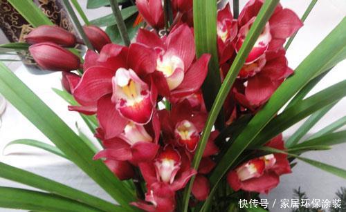 #漂亮#喜欢养护漂亮的花卉,就在家中养护3种花卉,花大色艳,长势茂盛