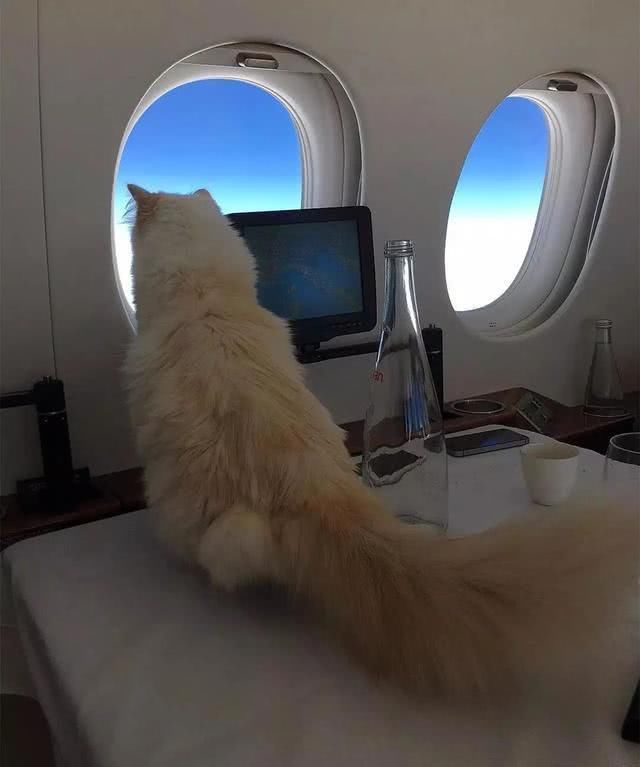  『Choupette』时尚教父“老佛爷”生前养的这只猫，有多幸运就有多难过