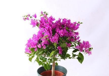  『植株』三角梅不晒太阳能开花吗？