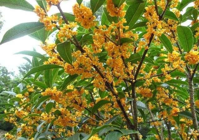 『当年』桂花是由当年生新梢侧芽形成花芽而开花的，桂花树这样修剪，桂香飘满院