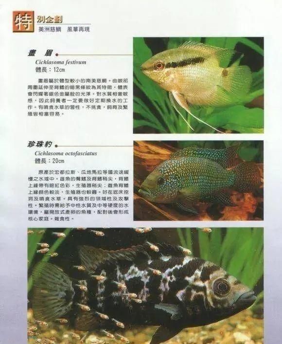  #水族市场上#美洲慈鲷之美，您细品