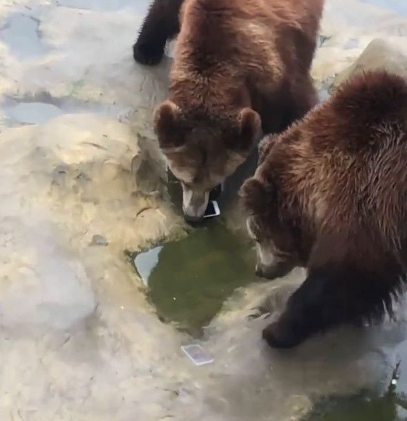 游客喂棕熊食物,错将手机当苹果扔出,工作人员这样回应