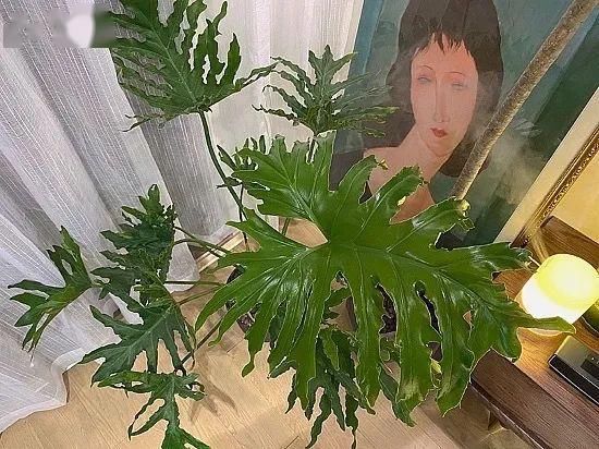 「本大叶伞」别人家这些时髦又好看的绿植到底叫什么?