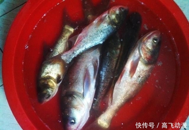 水域:鲢鳙并非稀有鱼种,为何一些水域不让钓?水库老板说出“真相”