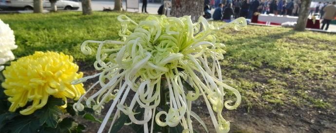  『腾飞』喜欢菊花，首选“珍品名菊”玉龙腾飞，似玉龙飞天，高贵典雅