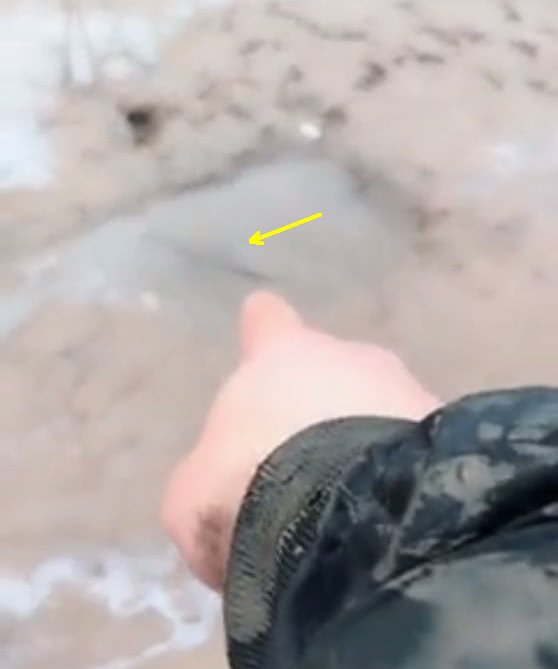 小龙虾克星，村民虾塘大减产，这群“祸害”却长的又肥又大