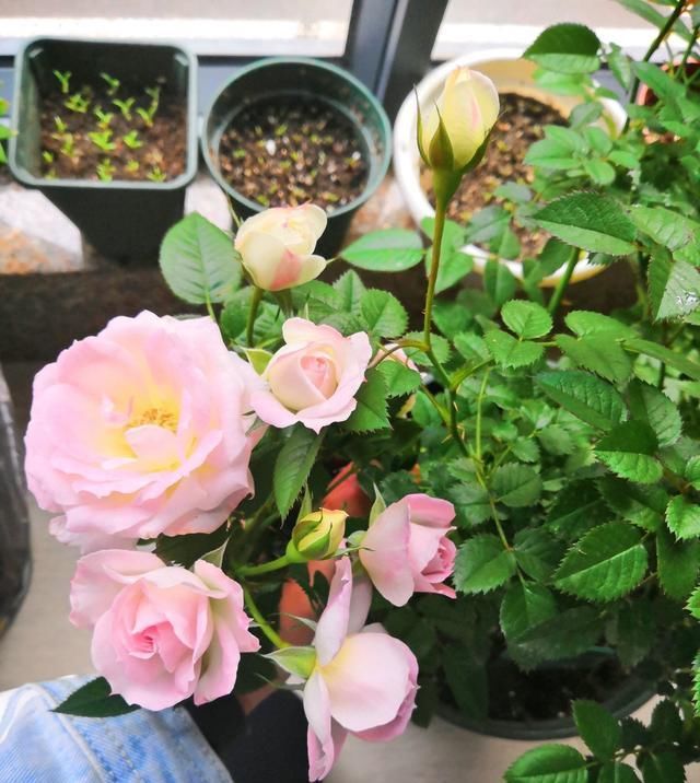  此种：此种木本植物，四季都开花，花朵超美，植株低矮，很适合阳台盆栽
