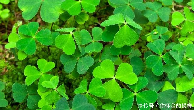 农村地头的常见野草,“清热解毒,消肿散疾”,酸酸的,您吃过吗