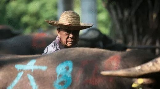  「牛粪」月薪不足8000还不如回农村养牛，真是这样吗？