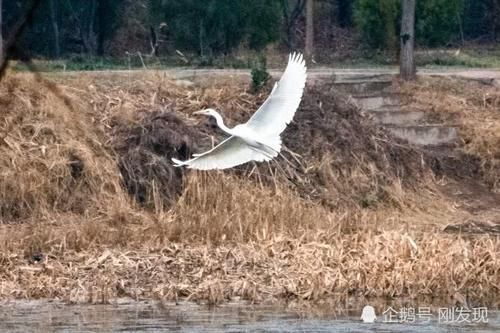  「染白」二十只白鹤“赖”着上百天不走，粪便把青瓦染白，当地人大开眼界