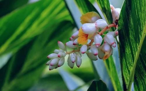  『你好』美得不行的花叶艳山姜，花友找你好辛苦