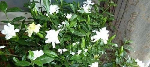  「持土壤的酸性」10天给栀子花滴“3滴它”，新芽多，叶子绿，还多开花