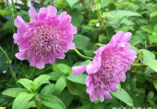  『松虫草』种下一盆蓝盆花，收获一片蓝朋友，小仙女和小风车都来陪你玩