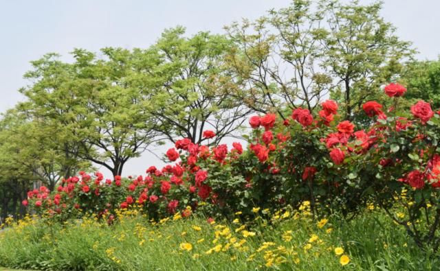  『拍摄于』月季，花开时节动商城