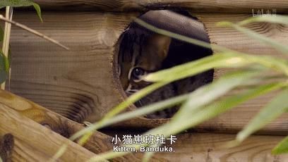 「小豹猫」啊啊啊不行了我被这部「猛男必看」萌化了