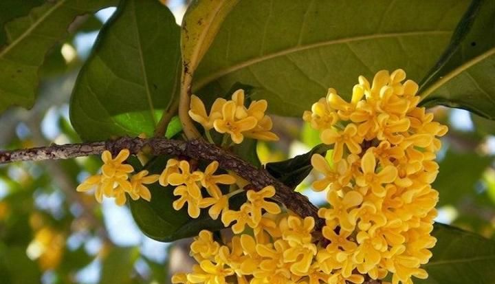  「高尚」此花所代表的是忠贞和高尚，开花的时候还能散发出一股甜香