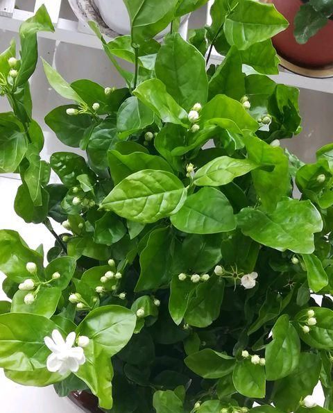 #盆栽#茉莉花盆栽不小心浇大水导致黄叶掉叶怎么办?4个急救措施再爆盆