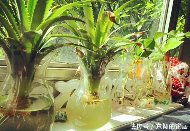 水培|吃剩下的菠萝头别扔,拿来水培当盆栽,好看极了