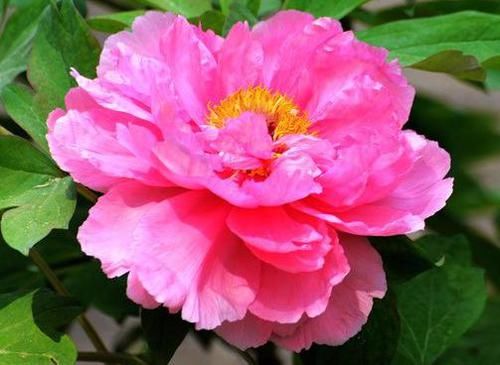  【层层】此种藤本植物，好养易打理，花期超长，层层交叠，美如花海