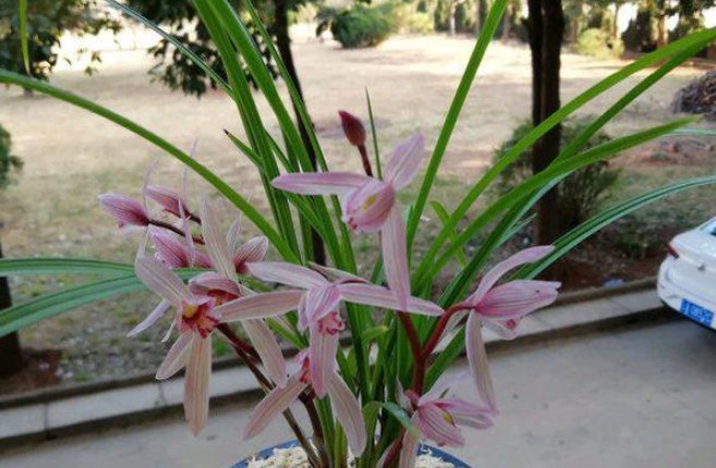  [兰花僵芽]养兰花用上它,可使其快速生长复壮,棵棵长得旺,盆盆开花多