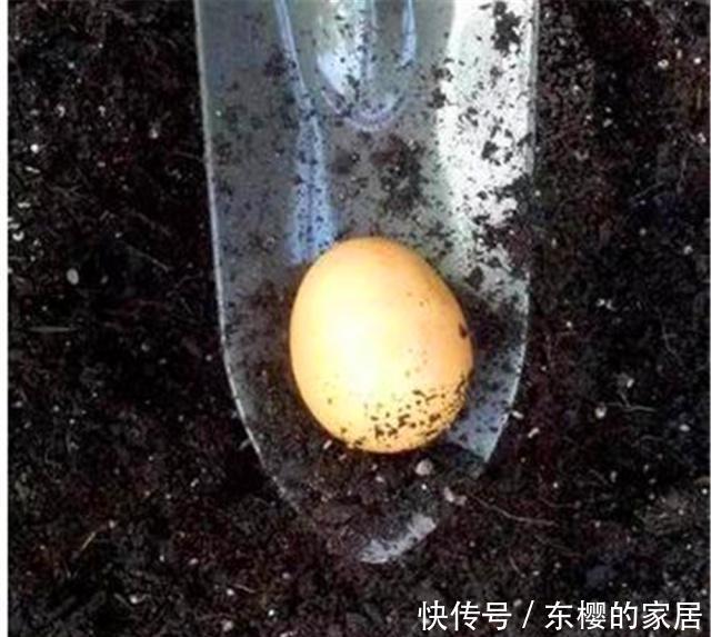  #鸡蛋和油渣#苏大爷家的紫薇树年年“开满枝”，他偷偷说：我给树“开荤”了！