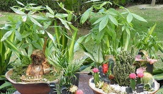  #枝叶茂盛#这3种植物，放在客厅上档次，采光不好照旧茁壮成长，枝叶茂盛