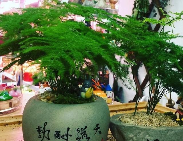 #雅乐之舞#3种花就是“小盆命”,越“挤”长得越健康,不烂根长得旺