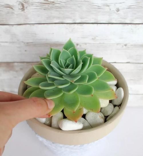  『植物的叶片』用塑料瓶来水培多肉植物叶片，快速促进生根，长芽后就可转土培