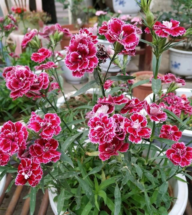  「观赏价值」这种盆栽花耐寒，在东北也能栽培，四季开花，观赏价值高，冬天也能栽培