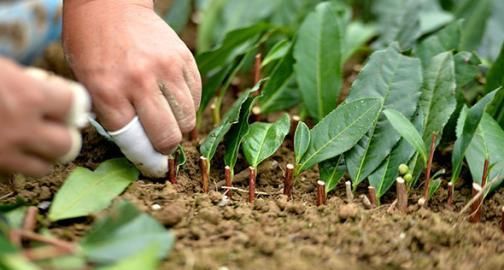  『柳树』植物插迁需要的生根水，不用买到处就有很多，长出的根很是强壮