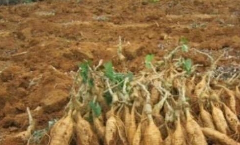 农民不种玉米，改种这种“绳子”，一斤卖2元，年赚8万元